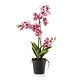 Umetna orhideja v lončku mix pink 70 cm Vanessa 900928