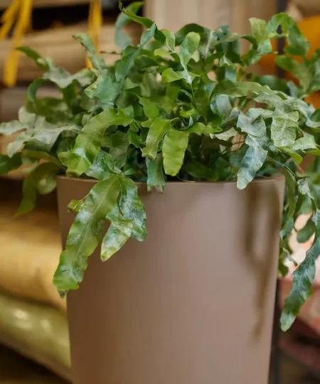 Okrasni lonec Brooklyn 75x40 taupe barve