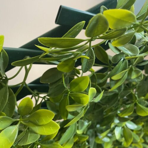 zastirka Šeflera by Bonsai