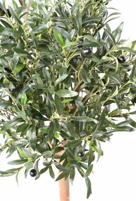 Oljka 120 cm krošnja 900945