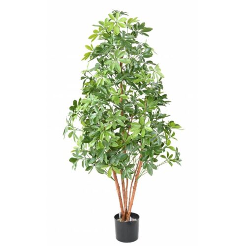 Šeflera 150 UV 900951