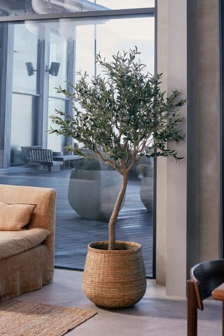 Umetna oljka v prostoru