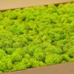 prezerviran mah svetlo zelen limetast(1)