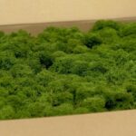 prezerviran mah temno zelen gozdna(1)