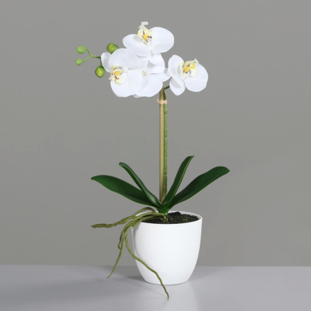 Orhideja bela v lončku RT 40 cm