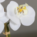 Orhideja bela 40 cm v belem lončku 910118 cvet