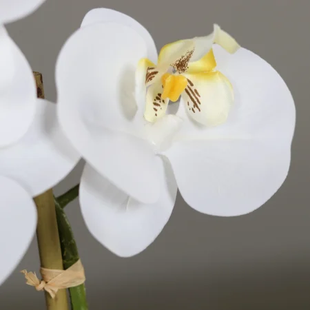 Orhideja bela 40 cm v belem lončku 910118 cvet