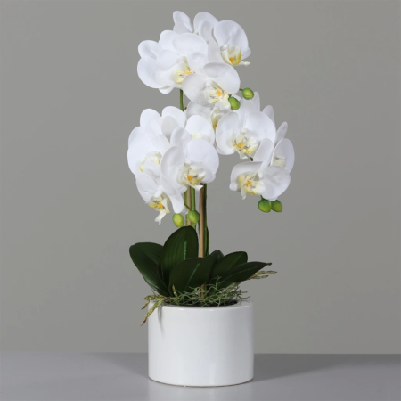 Orhideja bela 55 v belem loncu 910121