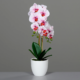 Orhideja belo roza 53 v belem loncu 910120
