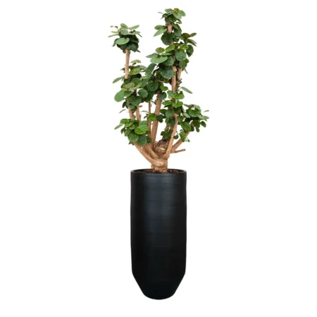 Norell 70 vaza za rože