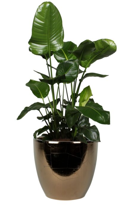 Okrasni lonci dekorativni za rože Sven