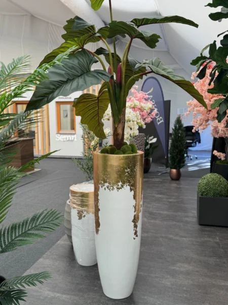 Kolokazija rastlina Adam 160 v lončku