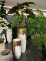 Kolokazija rastlina Adam 160 v lončku