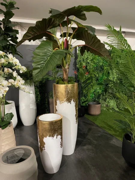 Kolokazija rastlina Adam 160 v lončku