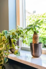 Okrasni lonec Malik siva barva 31x31 cm