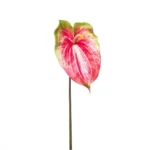 Anthurium 70cm fuksija barva