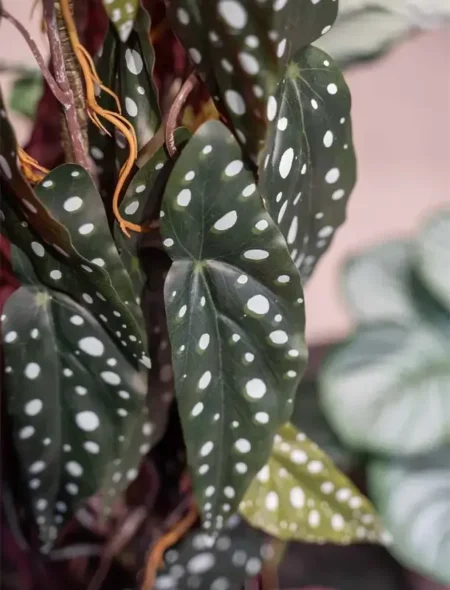 Begonija maculata 75cm v lončku