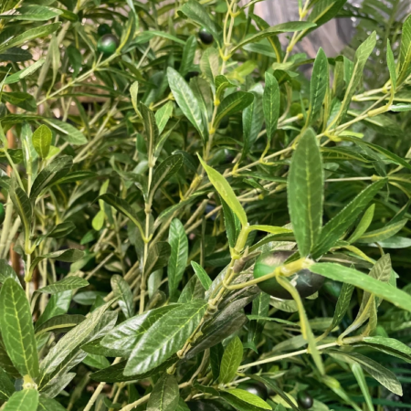 umetna oljka UV - zunanje umetne oljke Bonsai