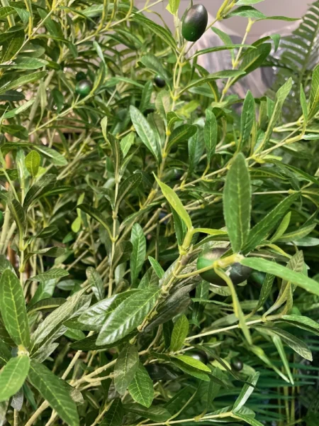 umetna oljka UV - zunanje umetne oljke Bonsai