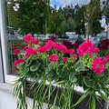 Umetno balkonsko cvetje - balkonske rože