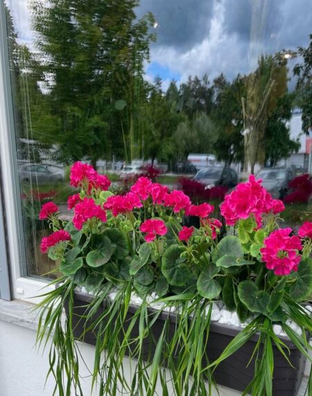 Umetno balkonsko cvetje - balkonske rože