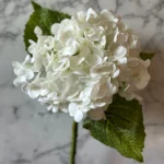 Hortenzija veja RT bela 50cm