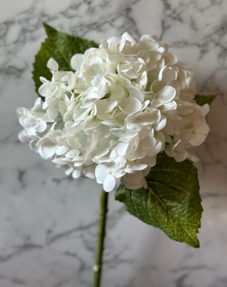 Hortenzija veja RT bela 50cm