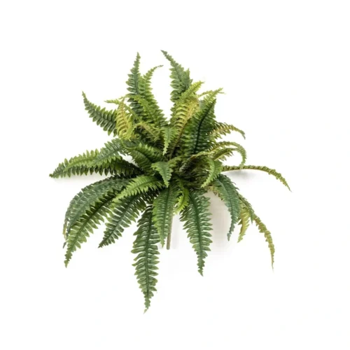 Praprot grm 50cm Barcelona 40 listni