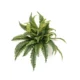 Praprot grm 50cm Barcelona 40 listni