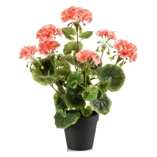 Geranija grm 38cm v črnem lončku UV- pink 000133