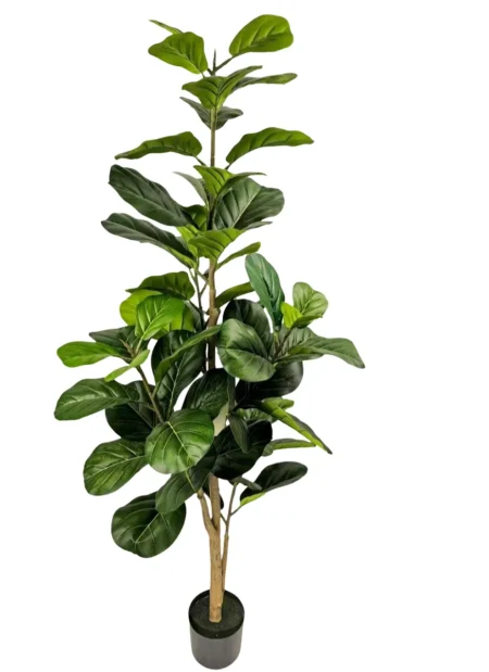 Ficus Lyrata 170 cm večstebelna (Super saver)