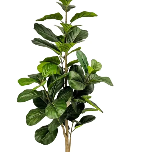Ficus Lyrata 170 cm večstebelna (Super saver)