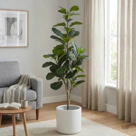 Ficus Lyrata 170 cm večstebelna (Super saver)