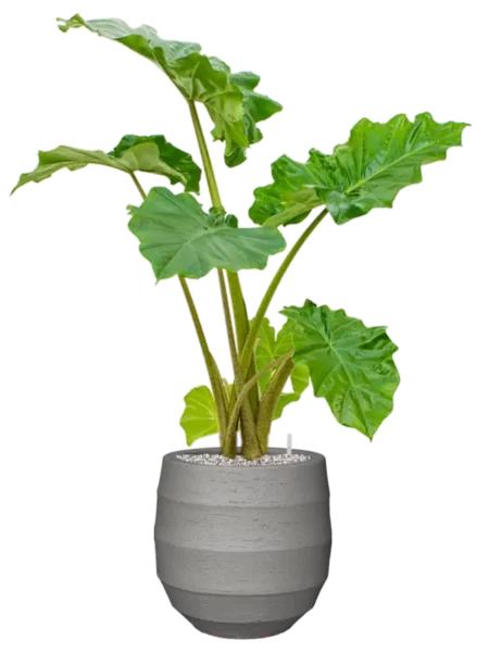 Okrasni lonec za rože Bordo 30 x 30 cm sive barve Luca Lifestyle