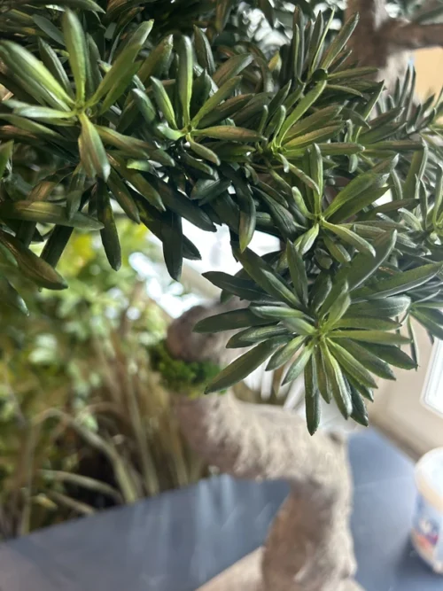 Umetni bonsai Kyoto