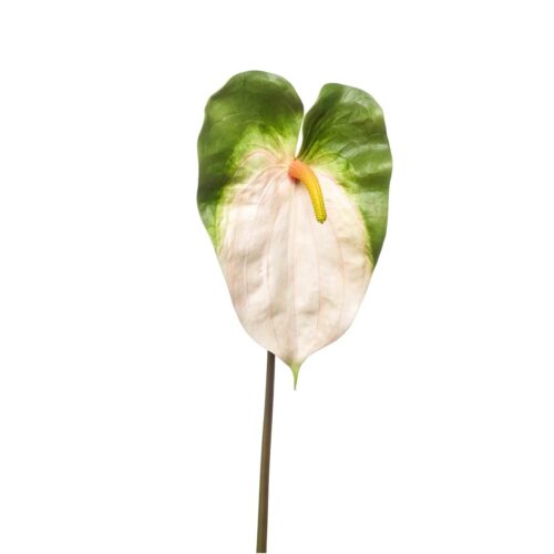 Anturium krem zelena 70 cm