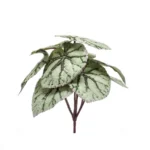 Begonija listi grm 25cm sive barve