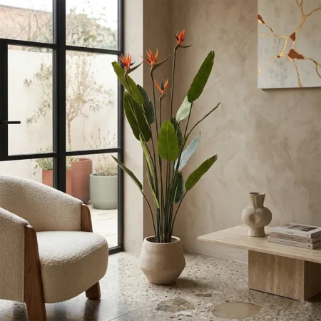 Strelicija s cvetovi 150 cm