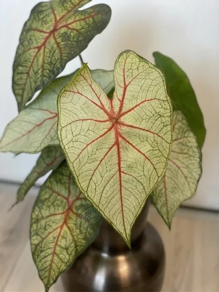 Kaladij grm zeleno rdeč 40cm