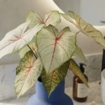 Kaladij grm zeleno rdeč 40cm