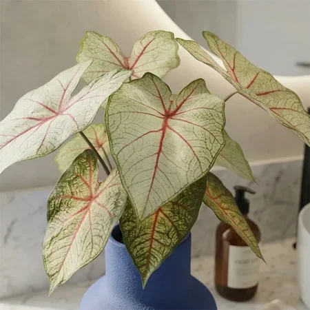 Kaladij grm zeleno rdeč 40cm