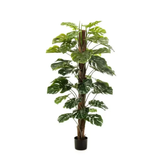 Monstera na steblu 150 cm