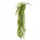 Viseča plezalka 80 cm Ficus Pumila z UV zaščito