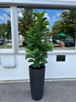 Lyrata umetna rastlina 150 cm UV