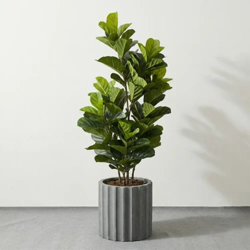Umetna figa Lyrata 150 cm UV v loncu
