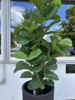 umetna rastlina lyrata 150