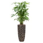 Cvetlični lonec Baq Universe plant