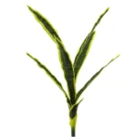 Sanseverija veja 58cm rumeno-zelena