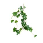 Monstera plezalka 110 cm