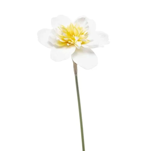 Narcisa belo rumena pick 40cm